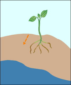 roots absorb water